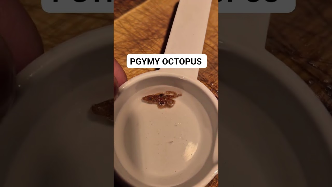 Карликовый осьминог ОЧЕНЬ МАЛЕНЬКИЙ