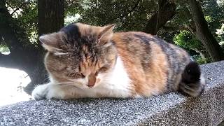 神社の階段に寝そべっている猫