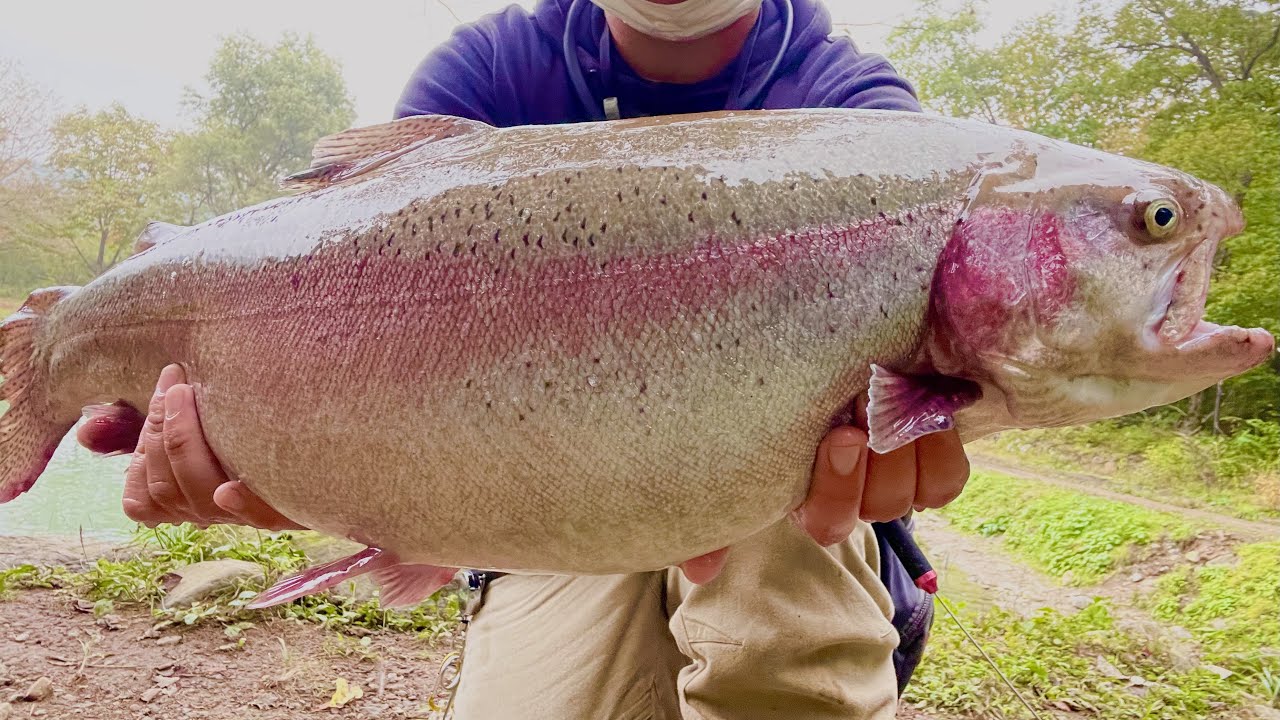 超巨大なニジマス『スチールヘッド』を山の中の釣り場で釣って食べる