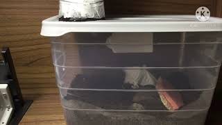 Torbalı Güve, Hızlı Çekim 3. Bölüm