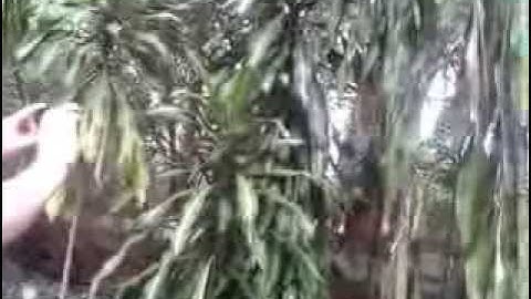 video-2013-03-19-12-50-52.mp4