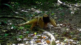 Pantanal de Mato Grosso Fevereiro 2026Tamanduá - Mirim e outros bichos