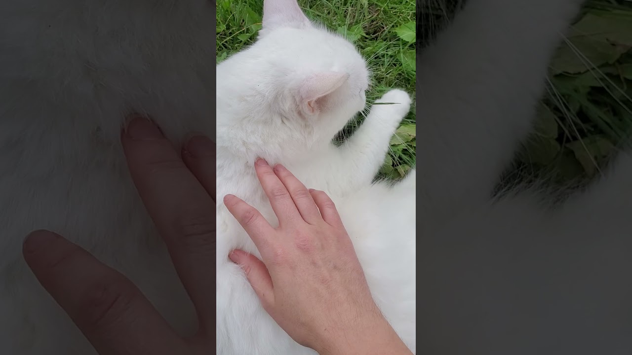 Cat Loves Belly Rubs 😍