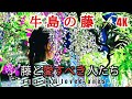 牛島の藤【藤と愛すべき人たち】樹齢1200余年 春日部の風景と自然【4K】FUJIFILM X-S10 2023.04.26 = wisteria and loved ones