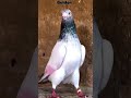 uzair bhai ka shok💥💀 #shorts #pigeon #kabootar #kabootarbazzi