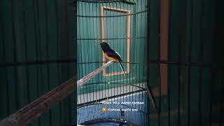 Murai Batu Isian Kapas Tembak