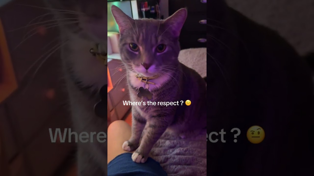 @_afrothxnder: These cats don’t respect me 🤣🤣 they run the program 