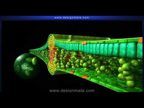 Internal structure of dicotyledonous leaf
