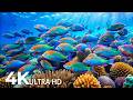 Marvel at Sea Animal in The Best 4K ULTRA HD Aquarium 🐬Dive Into The Mesmerizing Underwater Realm #2
