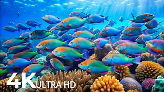 Marvel at Sea Animal in The Best 4K ULTRA HD Aquarium 🐬Dive Into The Mesmerizing Underwater Realm #2