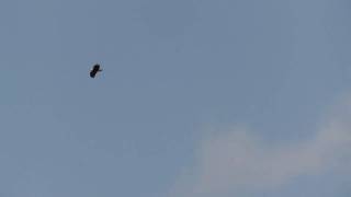 Eagles20110317.mov