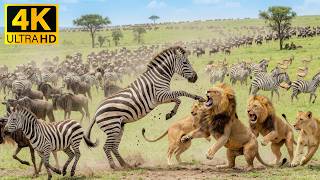 African Animal Kingdom 4K 🦓 Beautiful Wilderness & Soft Piano for Stress Relief screenshot 4
