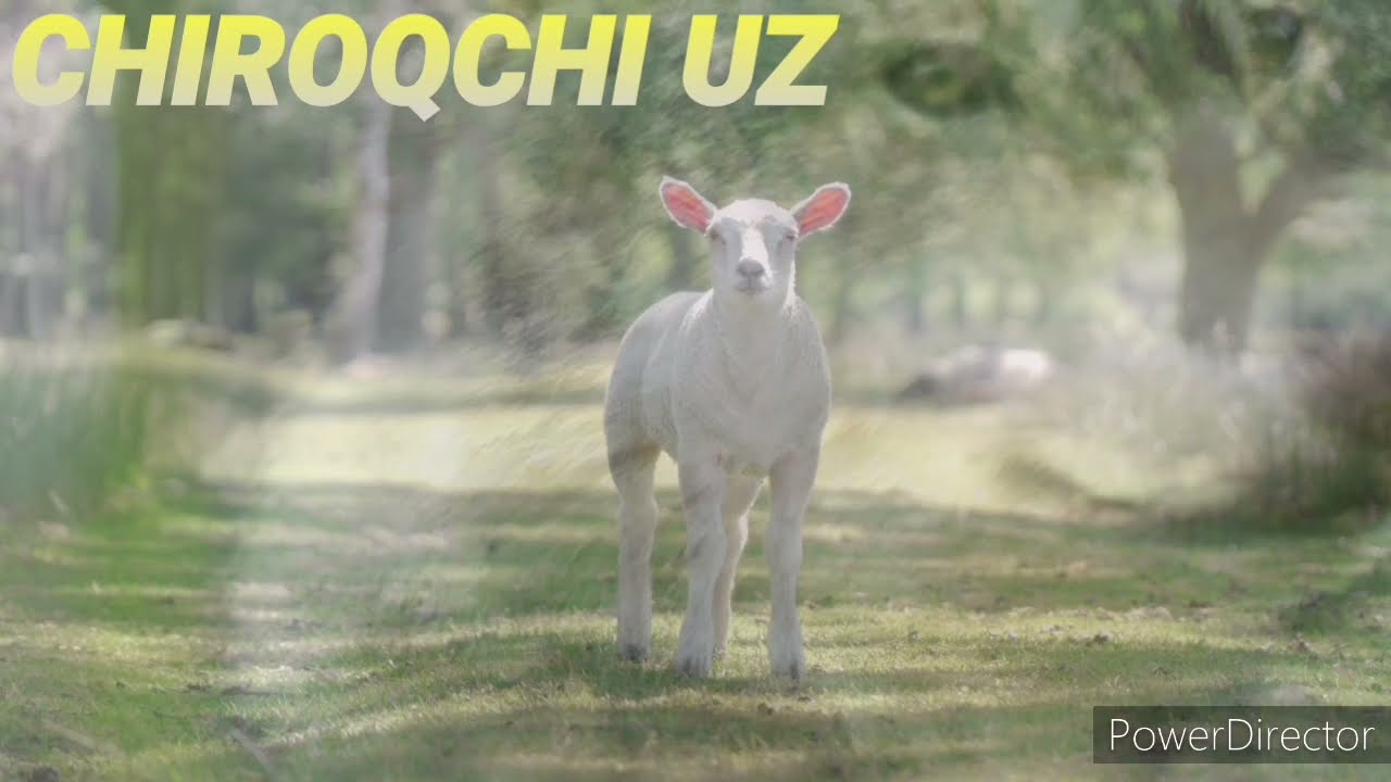 Watch #CHIROQCHI_UZ Jasur Mavlonov Bo'rini sevgisi on YouTube Watch #CHIROQCHI_UZ Jasur Mavlonov Bo'rini sevgisi on YouTube
