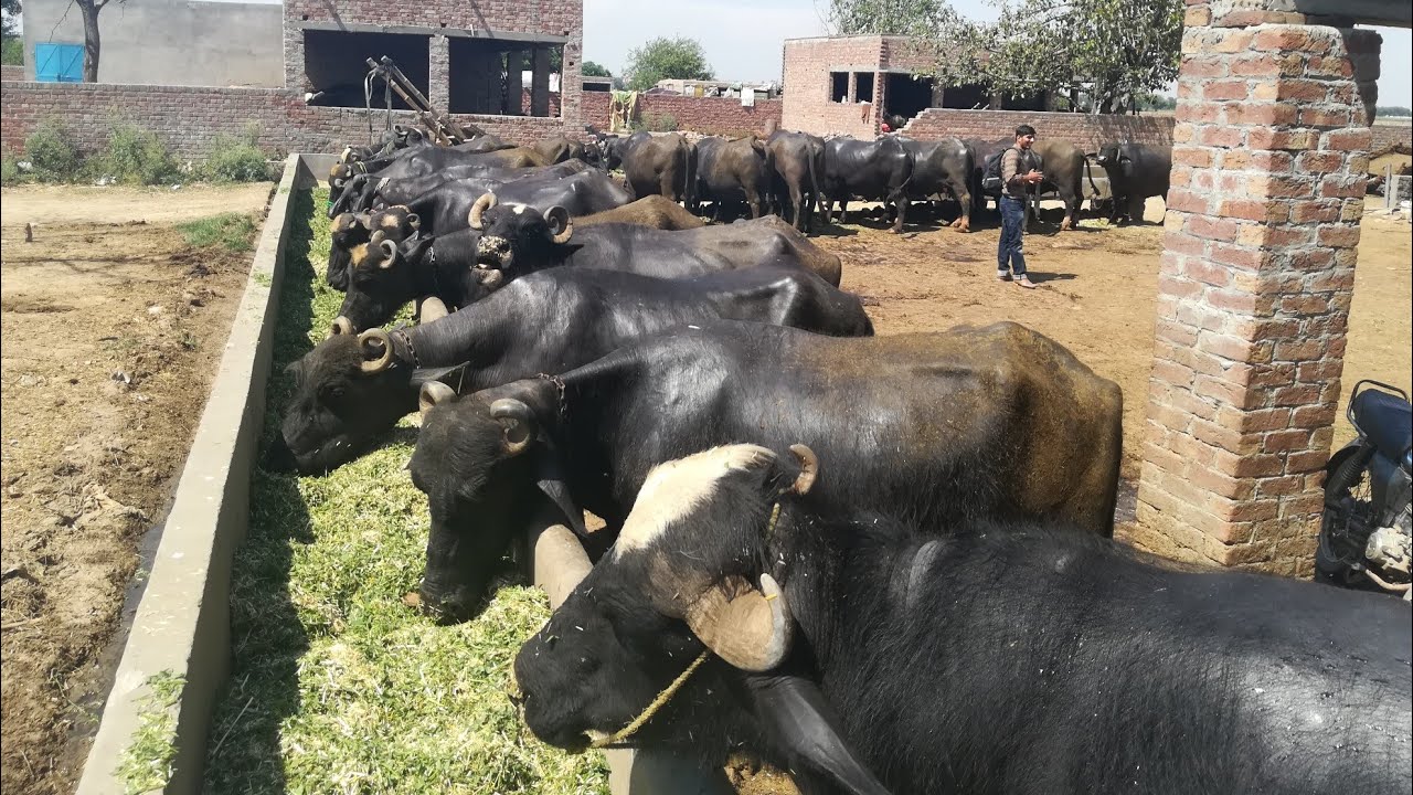 buffalo farm business plan in pakistan