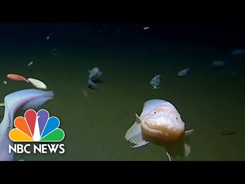 Scientists find world's deepest fish