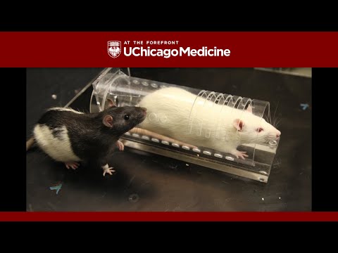 Anti-anxiety medication limits empathetic behavior in rats