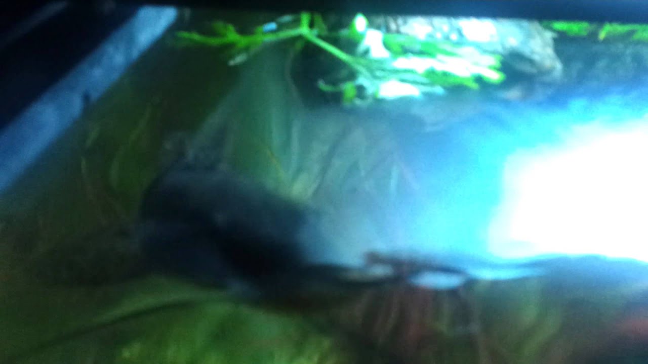 Giraffe catfish during feeding time YouTube