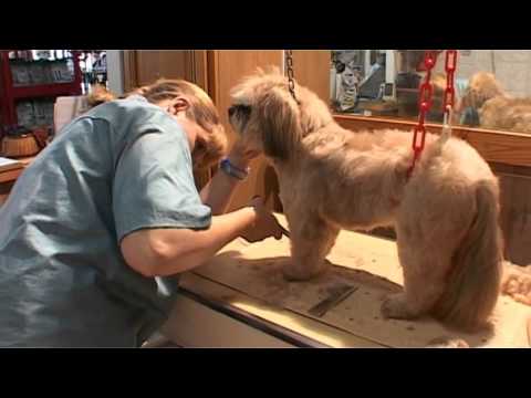 toiletteur---le-lhassa-apso