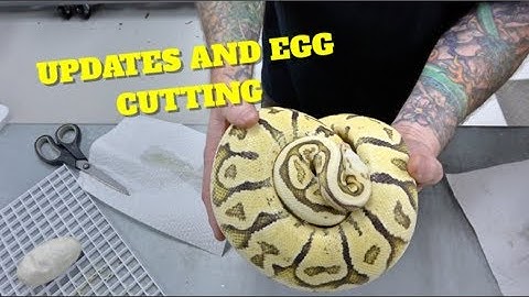 6 Clutch Updates And 3 Ball python Egg Cutting !!!