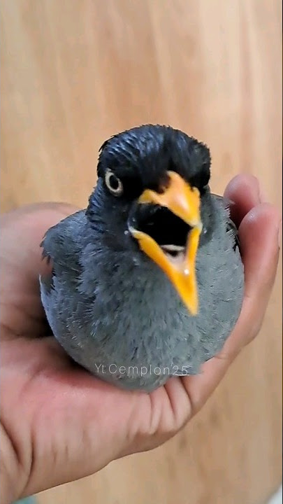 Ocehan jalak kebo gacor~Pancingan jalak kebo