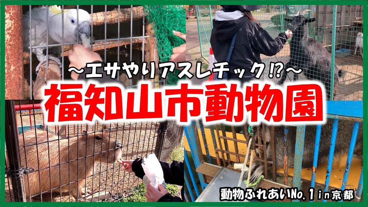 福知山市動物園 動物ふれあいno 1in京都 えさやりアスレチック Youtube