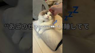トゥルースリーパー ペットベッド】ペットの眠りを追求して開発した