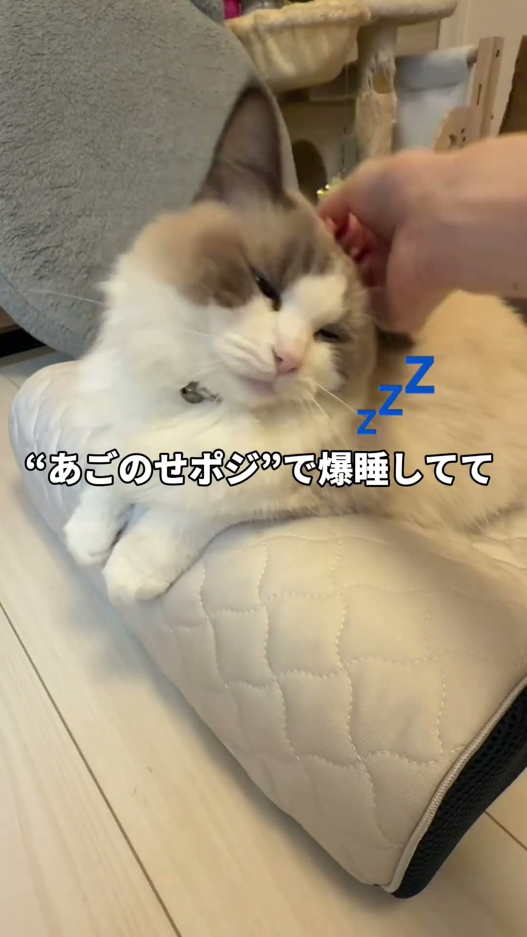 トゥルースリーパー ペットベッド】ペットの眠りを追求して開発した