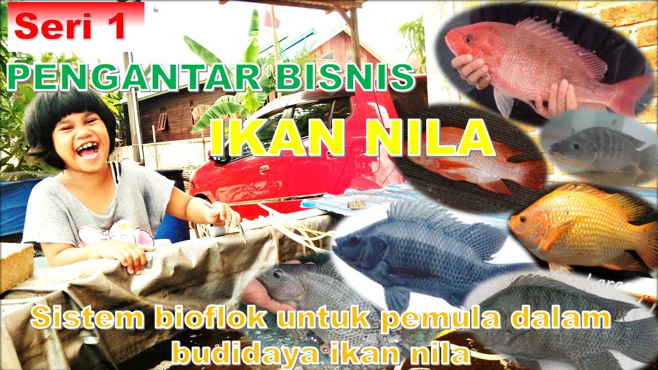 Cara sukses bioflok ikan nila // Pengantar Bisnis Ikan Nila // Seri 1
