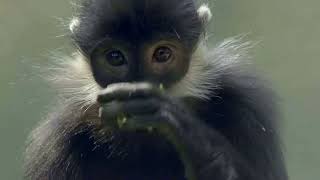 黑叶猴 the tonkin leaf monkeys