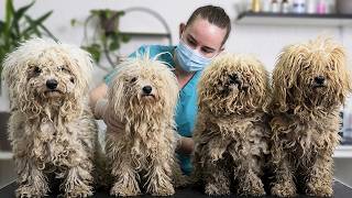 Can I groom 4 Neglected Dogs in one day? 4K