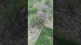 #nature #naturewalk #health #garden #flowers #forest #paradise #walking #food