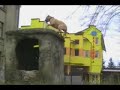 TreT - PARKOUR DOG FROM UKRAINE