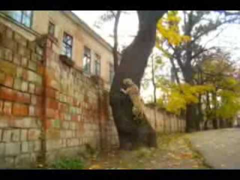 TreT - PARKOUR DOG IZ UKRAJINE (TreT style)