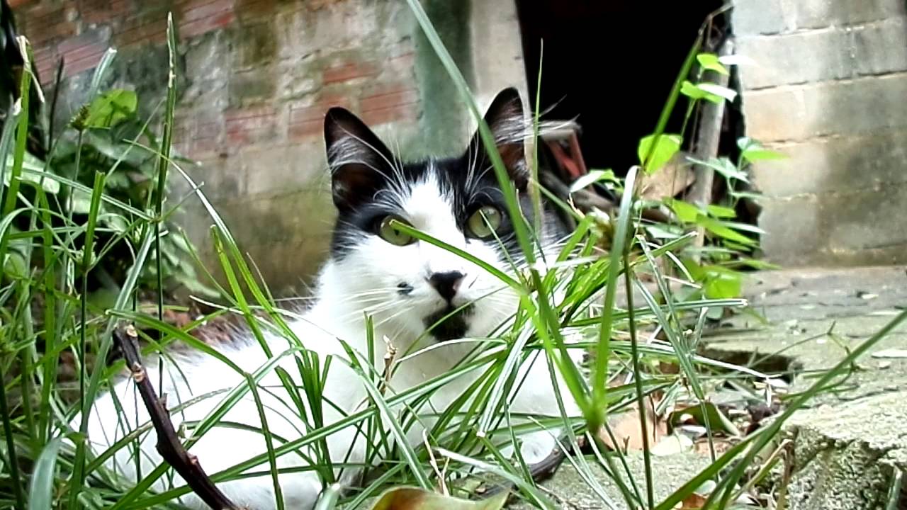 ねこあつめ Billy, the black and white cat, resting in the nature - part 2