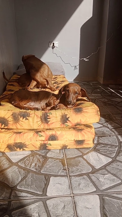 Download lagu today is SUN-day๐๐ถโ๐ซ๏ธ