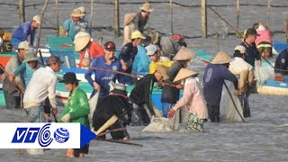 Sự thật vụ tranh cướp bãi nghêu tại Cà Mau | VTC