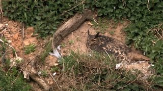 Uhu – Bubo bubo – Deutschlands größte Eule – eagle owl