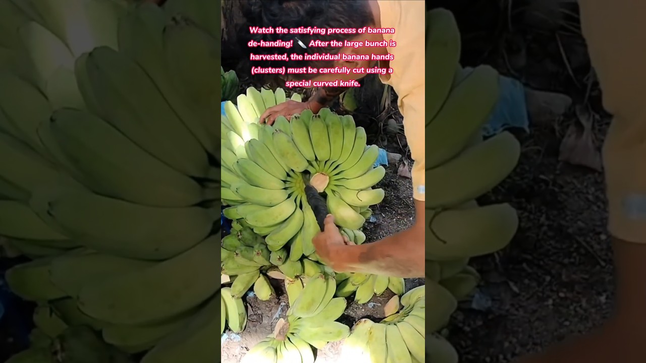 Amazing Banana De-handing Technique 🍌 Separating Banana Hands After Harvest (Farm Processing) 