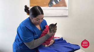 Goodheart Animal Health Centers -- How to restrain your dog or cat for nail trims and more by Goodheart Animal Health Center 123 views 1 year ago 2 minutes, 46 seconds