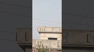 #s22ultrareview #birds #photography #zoomtest #s25ultrazoomtest #beautiful #nature #funny #parrot