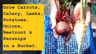 Grow Carrots, Celery, Leeks, Potatoes, Onions, Beetroot, and Parsnips in a Bucket.