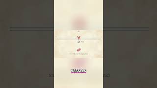 Adrenergic Receptors: Vessel Constriction vs. Dilation Explained #shorts