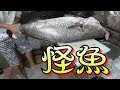 【ノーカット】推定年齢４００歳？深海の怪魚をさばいてみた！