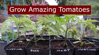 How to Grow Amazing Tomatoes | Ep01 Tomato: Transplanting for Success by Never Enough Dirt 290 views 2 months ago 11 minutes, 22 seconds
