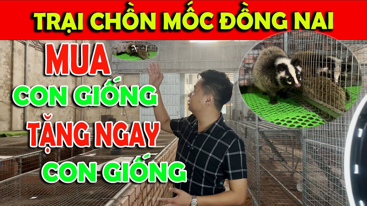 CÁCH LÀM CHUỒNG KỸ THUẬT NUÔI CHỒN MỐC GIỐNG MUA CON GIỐNG ĐƯỢC TẶNG ...