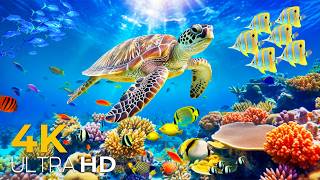 Ocean Video 4K UltraHD - Sea Animals for Relaxation, Beautiful Coral Reef Fish in the Ocean