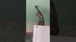 Cat Get Electric Shock