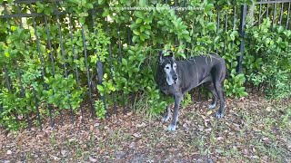 Funny Great Dane Loves To Scratch Her Back On The Fence Foliage by Max and Katie the Great Danes 871 views 2 weeks ago 1 minute, 43 seconds