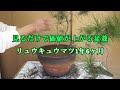 【価値の上がる盆栽】誰でもできる盆栽【琉球松、三本松】