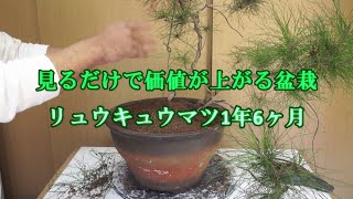 【価値の上がる盆栽】誰でもできる盆栽【琉球松、三本松】